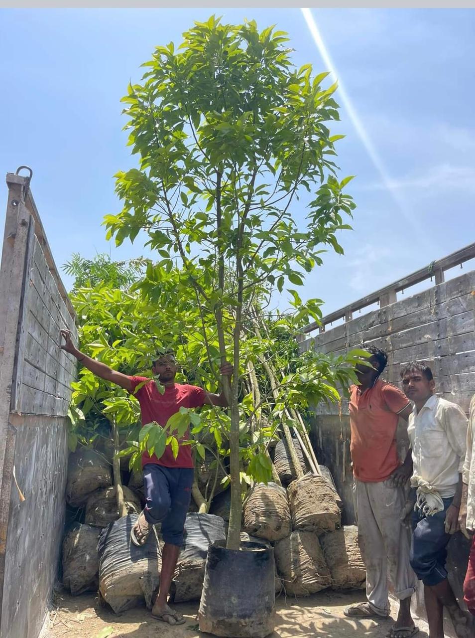 Big tree plants by Total Green Solutions — photo 1